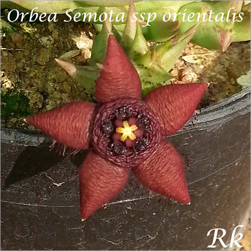 Orbea Semota SSP Orientalis - Ornamental Plant Flower Variety | Unique Orbea Semota with Stunning Blooms for Exceptional Gardens