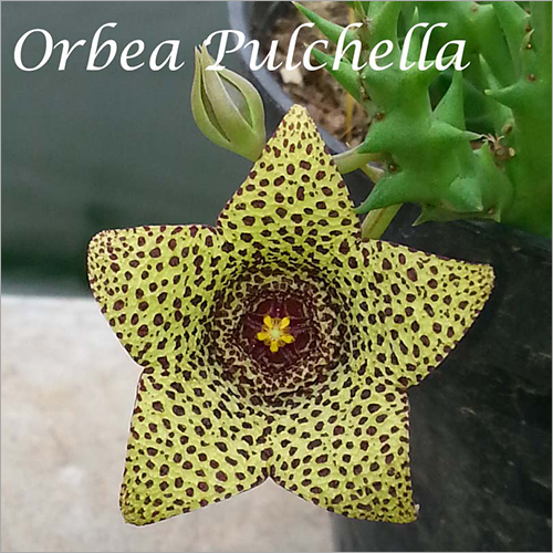 Orbea Pulchella