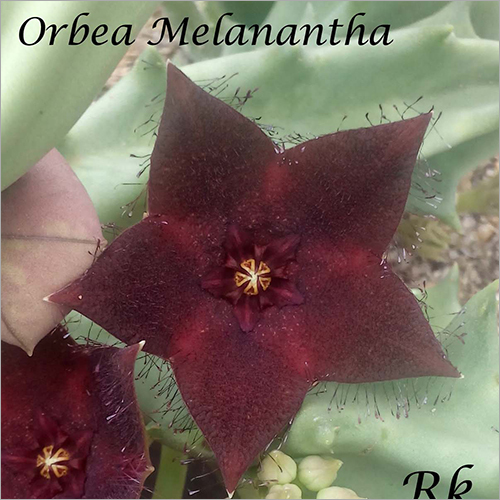 Orbea Melanantha - Flowering Plant Variety | Unique Stunning Flowers, Adding Color and Texture to Your Indoor or Outdoor Garden