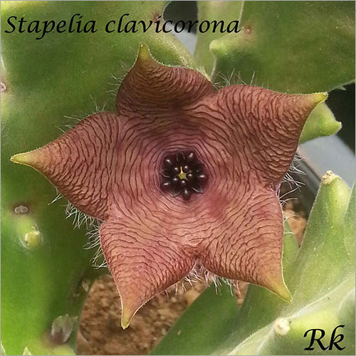 Stapelia Clavicorona