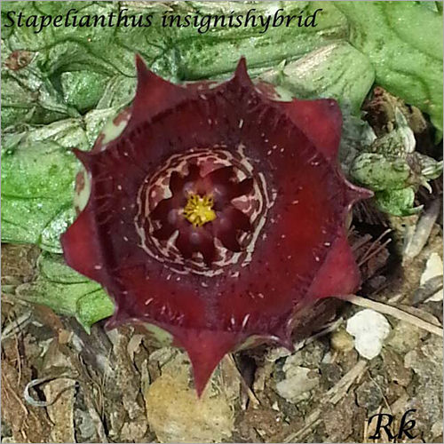 Stapelianthus Insignishybrid