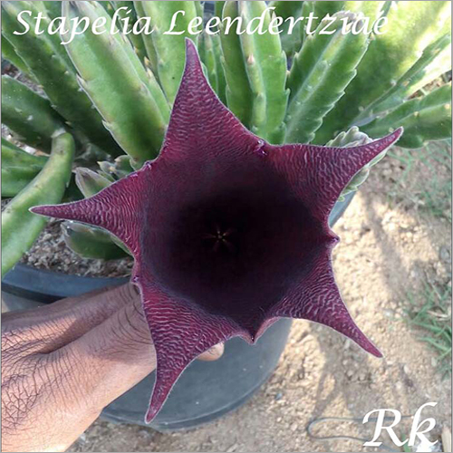 Stapelia Leendertziae - Flowering Plant | Unique Stapelia Variety, Stunning Blooms, Easy Care, Perfect for Indoor and Outdoor Gardening