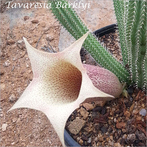 Tavaresia Barklyi Plant - Leaf-Based Variety | Distinctive Green Foliage, Decorative Indoor or Outdoor Use