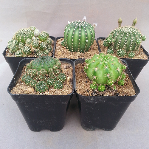 Set Of Five Lobivia Cactus Plants