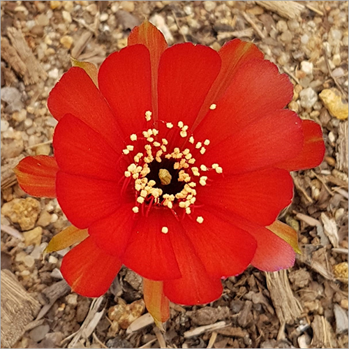 Lobivia - Vibrant Flowering Cactus Plant | Exceptional Lobivia Variety, Low Water Needs, Thrives in Sunlight