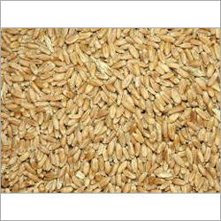 Organic Brown Rice