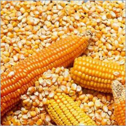 Normal Maize