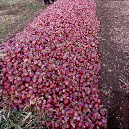 Fresh Onions