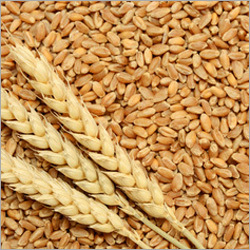 Hard Whole Wheat