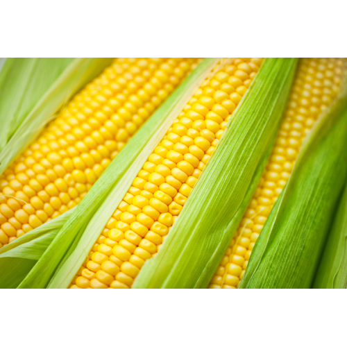 Fresh Maize Fresh Maize