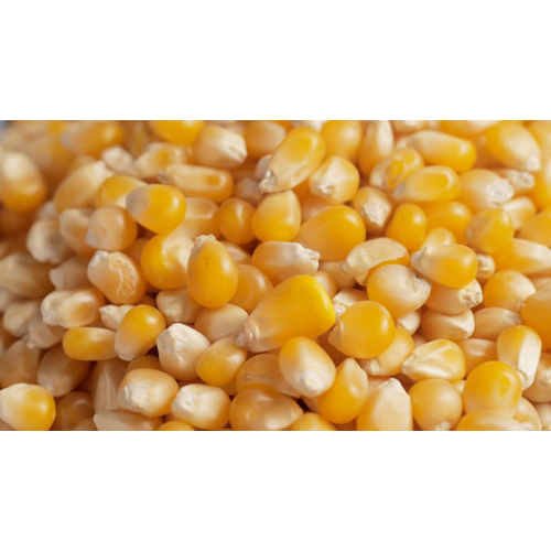 Yellow Maize Yellow Maize