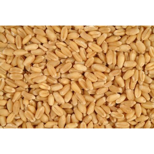 Organic Wheat Organic Wheat