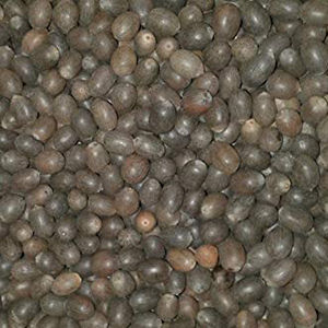 Kamal Gatta or Lotus Seeds