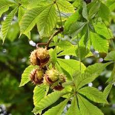 HORSE CHESTNUT