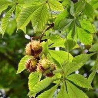 Horse Chestnut