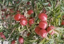 BADAM - Herbal Extract Bulk Extract | Red Color, 12 Months Shelf Life, Cold Pressed Extraction Method, Store in Cool and Dry Place