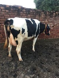 HF cow in karnal