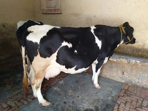 high milk hf cow