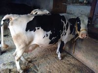 hf cows in Haryana