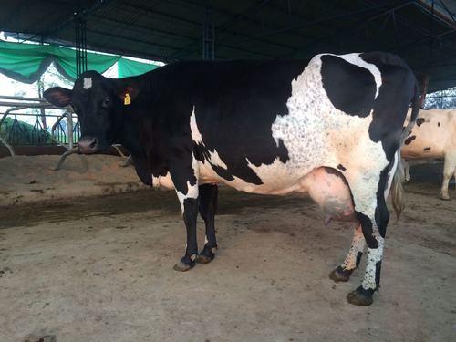 hf cow at Parkash Dairy Farm