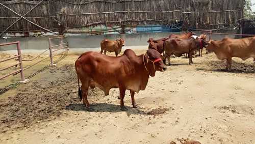 pure sahiwal cows