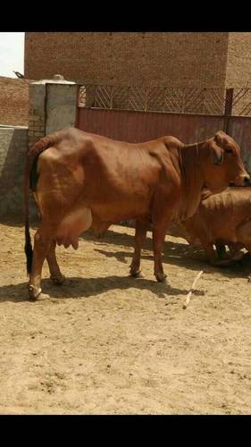 Sahiwal cows at Parkash Dairy Farm