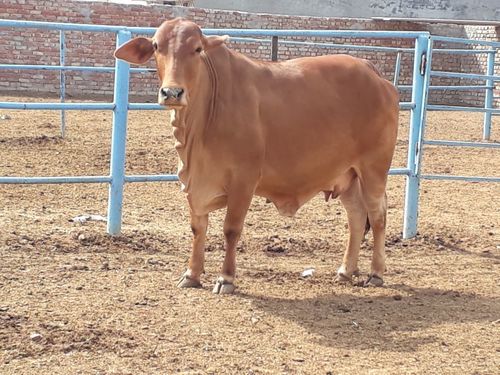 Sahiwal pregnant cow in karnal