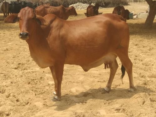 sahiwal pregnant cows