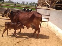 Sahiwal milking cow in karnal