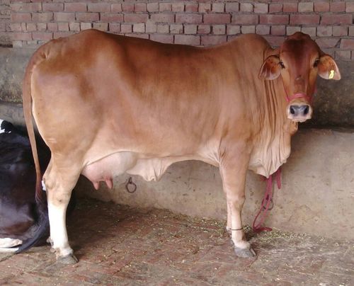 sahiwal milking cow in INDIA