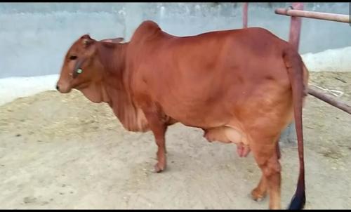 Pure sahiwal cow at Parkash Dairy Farm