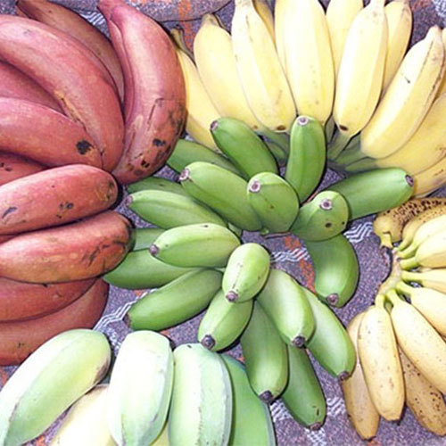 Fresh Banana