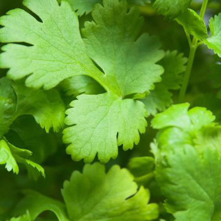 Coriander Leaf