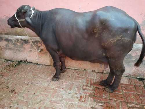 murrah buffalow in karnal