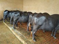 pure murrah buffalows in karnal
