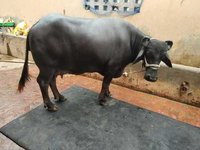 murrah buffalows in INDIA