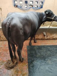 murrah buffalows in INDIA