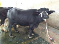 murrah buffalo high milk