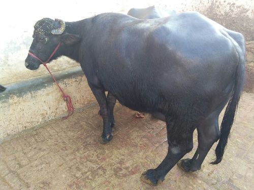 murrah buffalo 1st lactition high milk