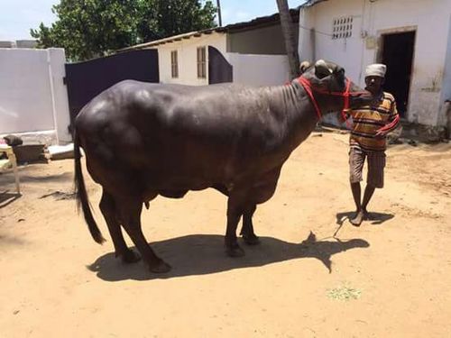 pure murrah buffalo in karnal high milk