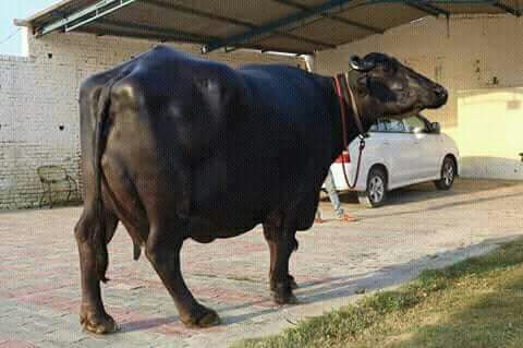 pure murrah buffalo at Parkash Dairy Farm