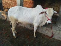 tharparkar cow high milk yield