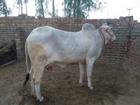 good milking tharparkar cow in karnal