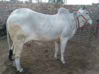 good milking tharparkar cow in karnal