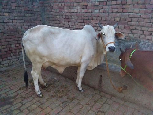 tharparkar breed at parkash dairy