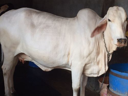 tharparkar cow supplier