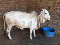high milk tharparkar cow breeder