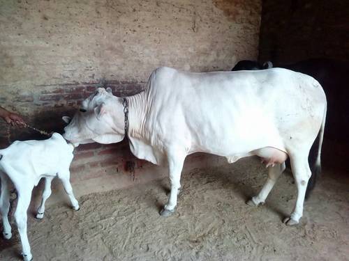 supplier tharparkar cow