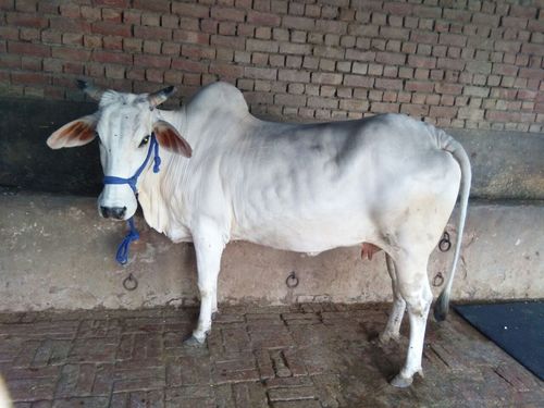 parkash dairy tharparkar cow...