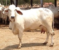 tharparkar cow farm in karnal